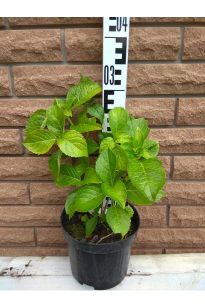 Гортензія широколиста Блаумайс - 3л/вис.25-35см/Ø30-40см